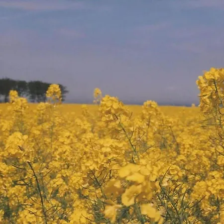 -heaf Half Between North And Ostsee U Schlei Ellingstedt